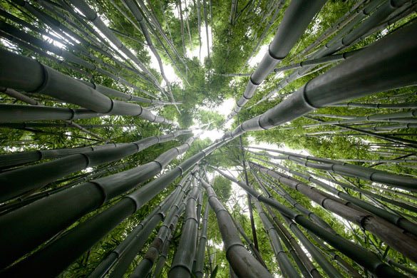 Blick in die Baumkronen eines Bambuswaldes. © Dominik Reipka Fotograf Hamburg.